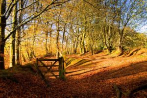 Where are the Best Parks in Newcastle-under-Lyme?